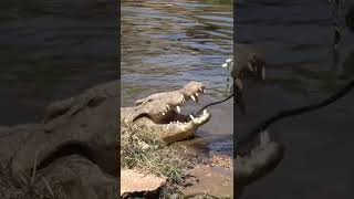 Testing a Croc