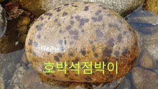 태백춘양 낙동강 탐석#호박석점박이#호피석#문양석#호박석표범석 다양한 수석이 보여요