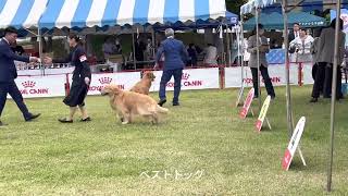 2023 05 28 FCI東北インターナショナルドッグショー　キャシブウィナー→BOB