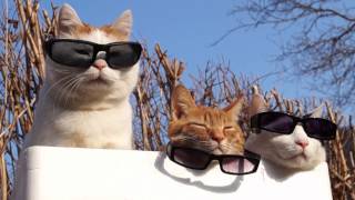 のせ猫 x  サングラス3つ　Cat wear glasses 2014#2