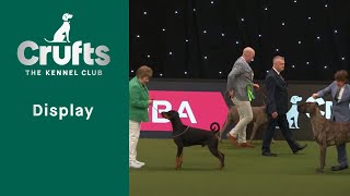 The kennel Club 150th anniversary celebration stakes  | Crufts 2023