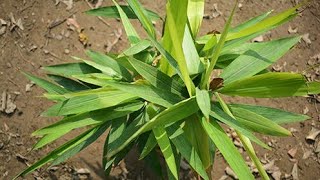 My Cardamom plant | నేను వేసిన యాలకుల మొక్క ఎలా ఉందో చూడండి