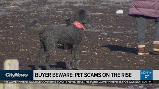 Pet scams on the rise