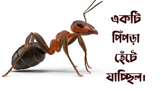 একটি পিঁপড়া হেঁটে যাচ্ছিল।।