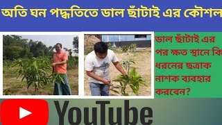 অতি ঘন পদ্ধতিতে আম গাছ ছাঁটাই  এর সঠিক নিয়ম বা কৌশল। 15 December 2021