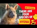 Did you know there are four species of hyena?