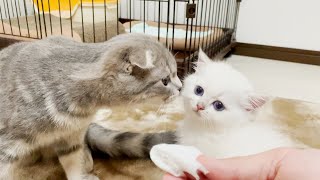 耳掃除が上手だと褒められる子猫レオが可愛すぎた！