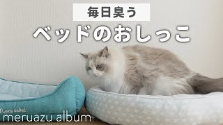 引っ越し後にお漏らししちゃった猫【ラグドール】