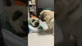 あの〜それぼくの・・・【パグPug】