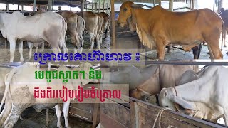 ក្រោលហ៊ាហាវ គោបា | មកមើលមេផែនស្អាតៗ និងដឹងពីរបៀបរៀបចំក្រោល