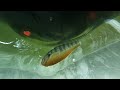 spearfishing another monster pike s2 e4