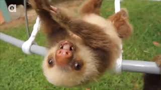 Baby Sloth Noises Compilation