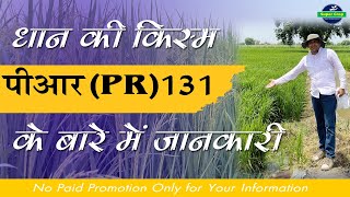 PR 131- धान की किस्म के बारे में  जानकारी👉पीआर 131/ਪੀ ਆਰ 131