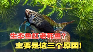 生态鱼缸老死鱼？甚至连中国斗鱼和观背青鳉都死？主要是这三个原因！