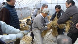 老杉神社のオコナイ蛇縄作り