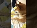 【柴犬】ミラー犬【鏡像認知？】※ミュート