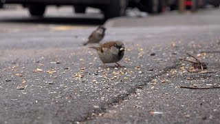 Feeding House Sparrows - London - I do this every day - Passer domesticus