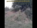 युवा नर शेर भोजन के लिए वॉर्थोग को मार देता है lion hunting warthog videos lion hunting warthog