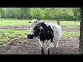 Корова далматинец. Добрая ферма. Здесь не убивают животных. cow коровы animal добротаспасетмир