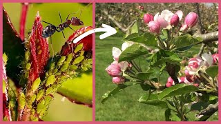 Now is the time to mix it up and protect fruit trees from ants and aphids!