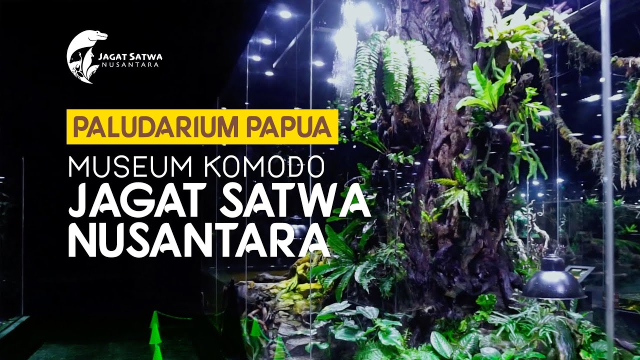 PALUDARIUM PAPUA - MUSEUM KOMODO JAGAT SATWA NUSANTARA - YouTube