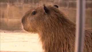 カピバラ　（池田動物園篇）おめでとうカナタ君