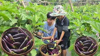 Binh and the poor homeless boy harvest eggplants to sell. Binh's daily life