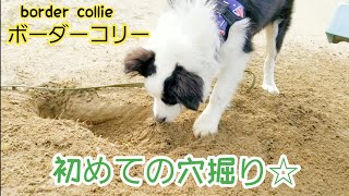 初めて穴掘りをする犬／ボーダーコリー子犬