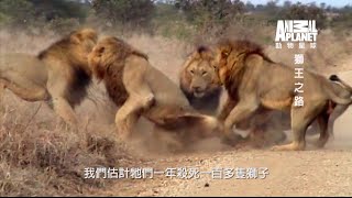 動物星球頻道 《獅王之路》 馬波侯兄弟登場