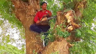 Cưa cây Còng siêu to nghiêng qua cây Mai / Sawing a giant Tamarind tree leaning over Mai tree | T801