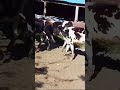 estÁn muy bonitas estas vacas youtube pig cow youtubeshorts viralvideo funny farming