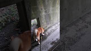 トンネルを抜けると海なので飼い主を振り返る♂柴犬 #Shorts