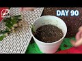 how to propagate a zanzibar gem very easy zz plant zz plant single leaf propagation