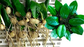 How to Propagate a Zanzibar Gem very easy / ZZ plant / ZZ Plant Single Leaf Propagation