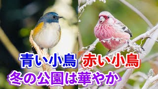 青い鳥に赤い鳥。冬の公園は華やかです。ルリビタキやベニマシコ，それにミヤマホオジロも。[Red-flanked Bluetail][Long-tailed Rosefinch]