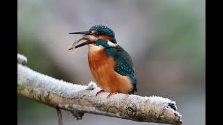 kingfisher with Large fish