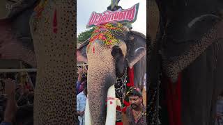 UTTOLY MAHADEVAN(ഗാരിസൻ പഴഞ്ഞി )#shortsfeed , #shortvideo #elephant