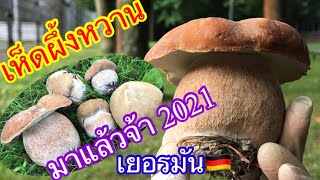 EP201เห็ดผึ้งหวาน ขาใหญ่ๆมาแล้วจ้า เก็บเห็ดกินใด้ในเยอรมัน ชีวิตคนไทยในเยอรมันหาของป่าเป็นอาหาร