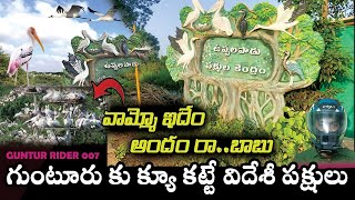 వామ్మో ఆస్ట్రేలియా పక్షులు మన గుంటూరు లో ||uppalapadu bird sanctuary||#guntur||ap tourism....@