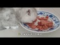 猫咪到底会不会来大姨妈？生理期没有表现吗？