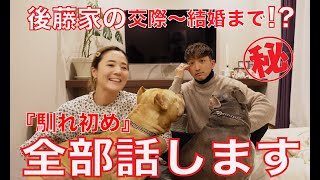 【全部話します】交際から結婚まで。アメリカンピットブルとの出会い【馴れ初め】