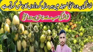 Tomato best variety in Pakistan | Tomato farming in pakistan | Pakistani farmer #tomato