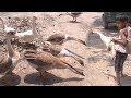 Swan attack ! Big Swan Couple in Village Lifestyle । Raj Hash