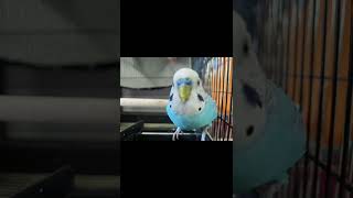 #ズームレンズ #セキセイインコ #オカメインコ #鳥好きさんと繋がりたい