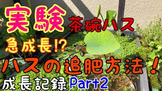 実験茶碗ハス成長記録。ハスの追肥方法、ポイント、時期、タイミング！