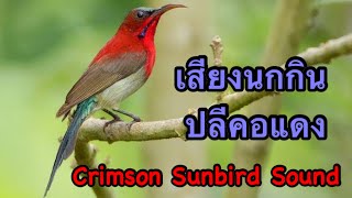 Crimson Sunbird Sound