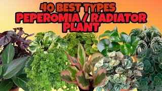 40  BEST TYPES  PEPEROMIA  PLANT /  RADIATOR PLANT