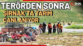 Şırnak'ta Atıl Arazilerde Karpuz Yetiştiriliyor