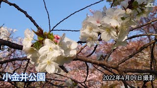 【4K】小金井公園の桜・西口付近（2）・駒繋（2022年4月09日）