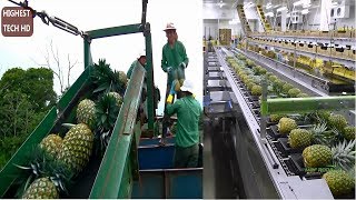 How To Harvest Pineapple? Amazing Modern Agriculture  Pineapple Farming Harvesting And Processing.